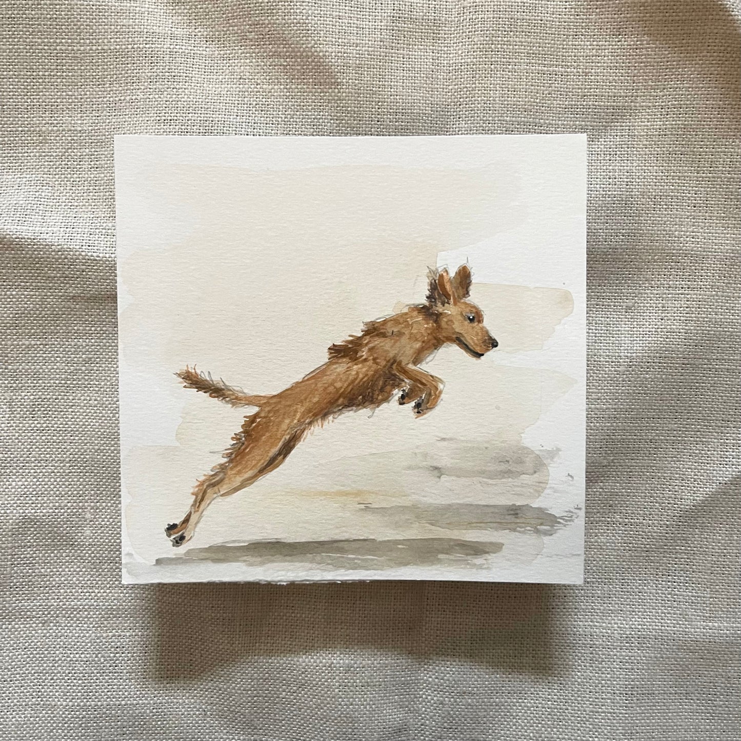'Pounce!' Red Cocker Spaniel