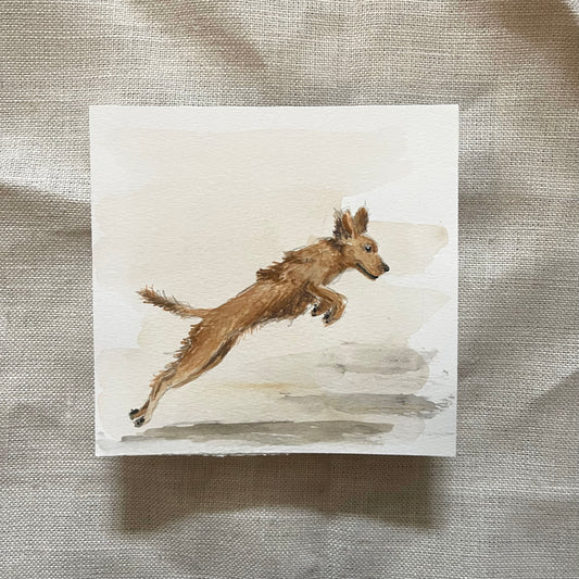 'Pounce!' Red Cocker Spaniel